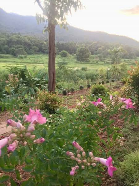 Royal Thai Army Welfare Housing, Chiang Mai, Don Kaeo, Mae Rim, Chiang Mai, 3 Bedrooms, 200 sqm, Single Detached House For Rent, by คุณ แหม่ม, 500190417 - DDproperty.com