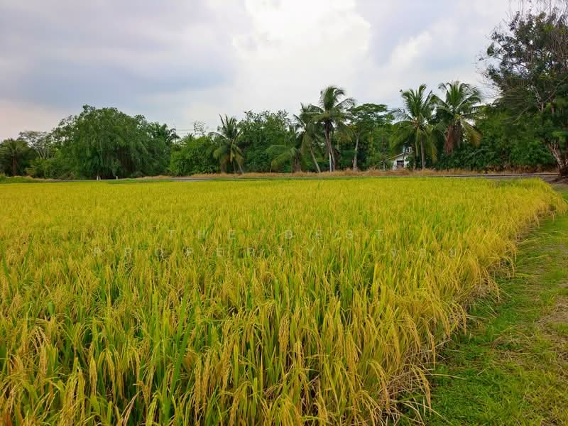 ที่ดินหนองเสือ ปทุมธานี, Pathum Thani, Bung Cham O, Nong Sua, Pathum Thani, , 400 sqm, Land For Sale, by The Best Property  จอย, 500190842 - DDproperty.com