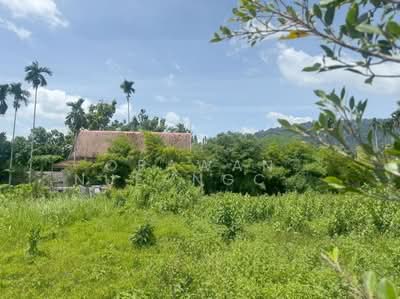 ขาย - ขายที่ดินป่าคลอก, ภูเก็ต