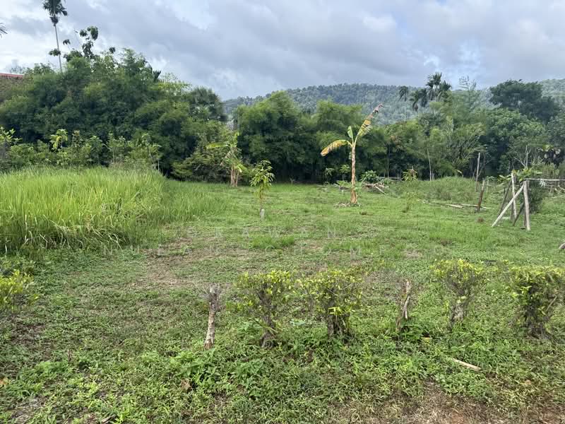 Land for Sale Paklok, Phuket, Pa Khlok, Thalang, Phuket, , 592 sqm, Land For Sale, by Orawan Nueangchompoo, 500191043 - DDproperty.com