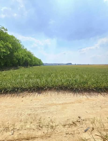 ติดนิครมอมตะซิตี้ ระยองผังสีม่วงเข้ม, Rayong, Mapyangphon, Pluak Daeng, Rayong, , 47,984 sqm, Land For Sale, by ERA Holding (Thailand) Co., Ltd., 500191055 - DDproperty.com