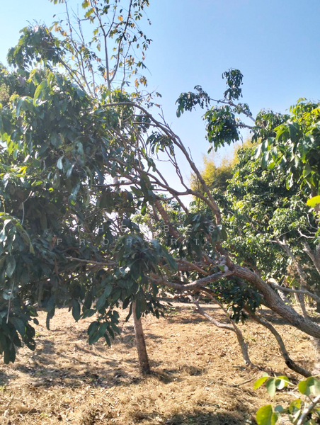 ที่ดินจอมทอง เชียงใหม่, Chiang Mai, Doi Kaeo, Chom Thong, Chiang Mai, , 2,584 sqm, Land For Sale, by The Best Property หาญ, 500191172 - DDproperty.com