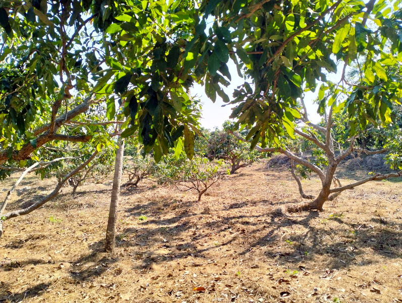 ที่ดินจอมทอง เชียงใหม่, Chiang Mai, Doi Kaeo, Chom Thong, Chiang Mai, , 2,584 sqm, Land For Sale, by The Best Property หาญ, 500191172 - DDproperty.com