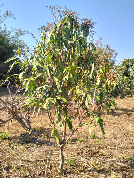 ที่ดินจอมทอง เชียงใหม่, Chiang Mai, Doi Kaeo, Chom Thong, Chiang Mai, , 2,584 sqm, Land For Sale, by The Best Property หาญ, 500191172 - DDproperty.com