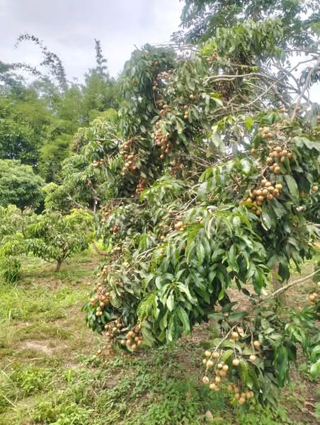 ที่ดินจอมทอง เชียงใหม่, Chiang Mai, Doi Kaeo, Chom Thong, Chiang Mai, , 2,584 sqm, Land For Sale, by The Best Property หาญ, 500191172 - DDproperty.com