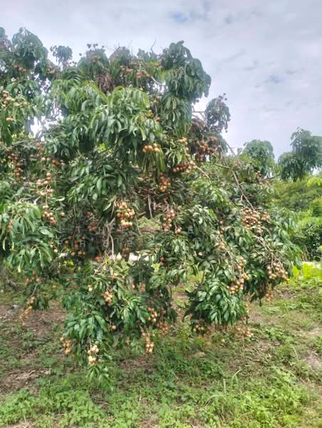 ที่ดินจอมทอง เชียงใหม่, Chiang Mai, Doi Kaeo, Chom Thong, Chiang Mai, , 2,584 sqm, Land For Sale, by The Best Property หาญ, 500191172 - DDproperty.com