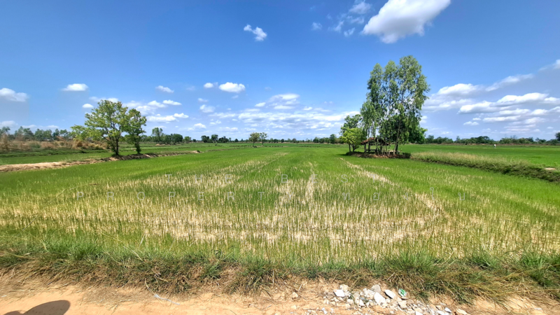 ขาย - ที่ดินจังหาร ร้อยเอ็ด, ร้อยเอ็ด