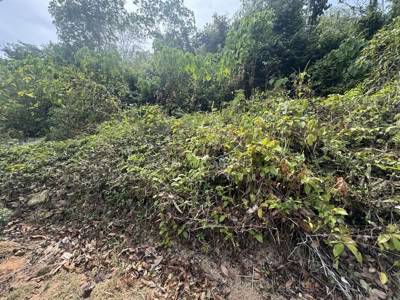 Paklok, ภูเก็ต, ป่าคลอก, ถลาง, ภูเก็ต, 3,184 ตร.ม., ที่ดิน ขาย, โดย Orawan​ Nueangchompoo, 500191492 - DDproperty.com