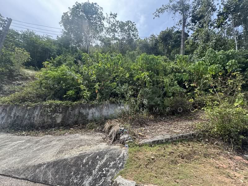 Paklok, ภูเก็ต, ป่าคลอก, ถลาง, ภูเก็ต, 3,184 ตร.ม., ที่ดิน ขาย, โดย Orawan​ Nueangchompoo, 500191492 - DDproperty.com