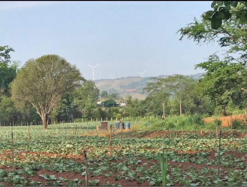 ที่ดินเขาค้อ เพชรบูรณ์, Phetchabun, Thung Samo, Khao Kho, Phetchabun, , 1,524 sqm, Land For Sale, by The Best Property ติ๋ว, 500191550 - DDproperty.com