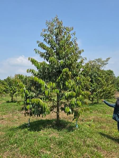 ที่ดินแสลง จันทบุรี, จันทบุรี, แสลง, เมืองจันทบุรี, จันทบุรี, 29,204 ตร.ม., ที่ดิน ขาย, โดย The Best Property ยุ้ย, 500192336 - DDproperty.com