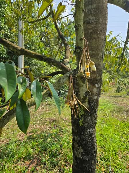ที่ดินแสลง จันทบุรี, จันทบุรี, แสลง, เมืองจันทบุรี, จันทบุรี, 29,204 ตร.ม., ที่ดิน ขาย, โดย The Best Property ยุ้ย, 500192336 - DDproperty.com