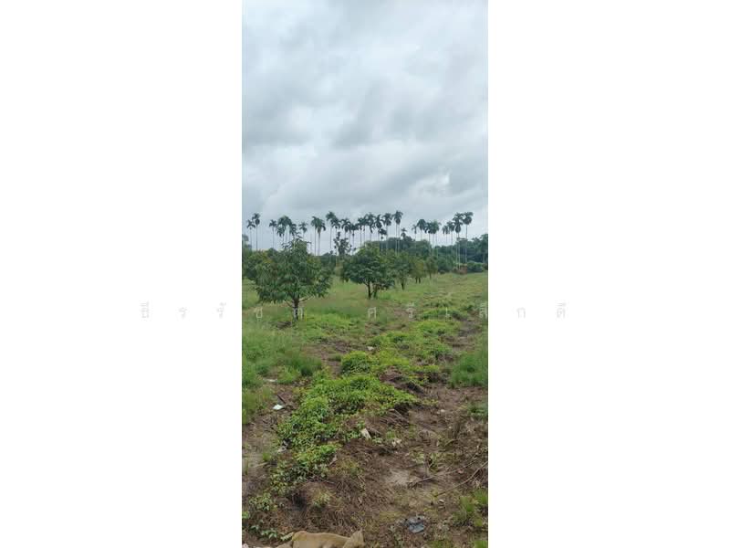 Prime land for sale in Tha Mai District, Chanthaburi Province. Ideal for fruit orchards - durian far, Chanthaburi, Song Phi Nong, Tha Mai, Chanthaburi, , 41,600 sqm, Land For Sale, by ธีรรัชต์ ศรีเล็กดี, 500192589 - DDproperty.com
