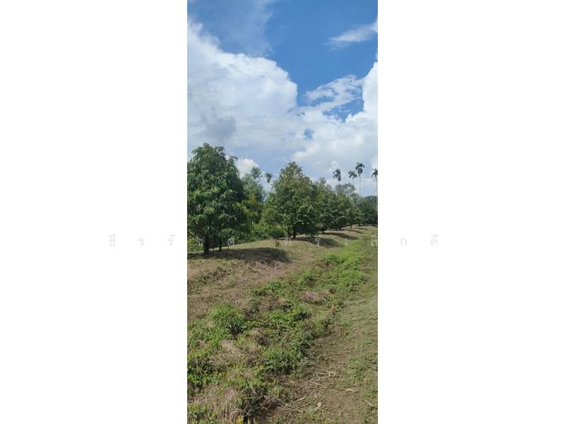 Prime land for sale in Tha Mai District, Chanthaburi Province. Ideal for fruit orchards - durian far, Chanthaburi, Song Phi Nong, Tha Mai, Chanthaburi, , 41,600 sqm, Land For Sale, by ธีรรัชต์ ศรีเล็กดี, 500192589 - DDproperty.com