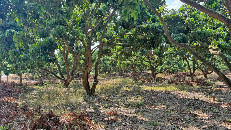 ที่ดินเวียงหนองล่อง ลำพูน, ลำพูน, หนองล่อง, เวียงหนองล่อง, ลำพูน, 892 ตร.ม., ที่ดิน ขาย, โดย The Best Property บอย, 500193657 - DDproperty.com