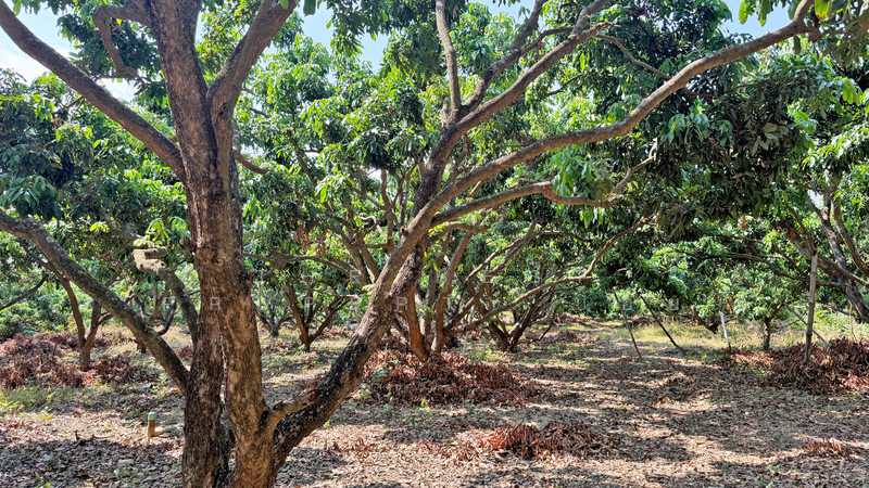 ที่ดินเวียงหนองล่อง ลำพูน, ลำพูน, หนองล่อง, เวียงหนองล่อง, ลำพูน, 892 ตร.ม., ที่ดิน ขาย, โดย The Best Property บอย, 500193657 - DDproperty.com