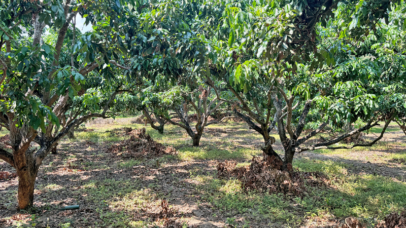 ที่ดินเวียงหนองล่อง ลำพูน, Lamphun, Nong Long, Wieng Nong long, Lamphun, , 892 sqm, Land For Sale, by The Best Property บอย, 500193657 - DDproperty.com