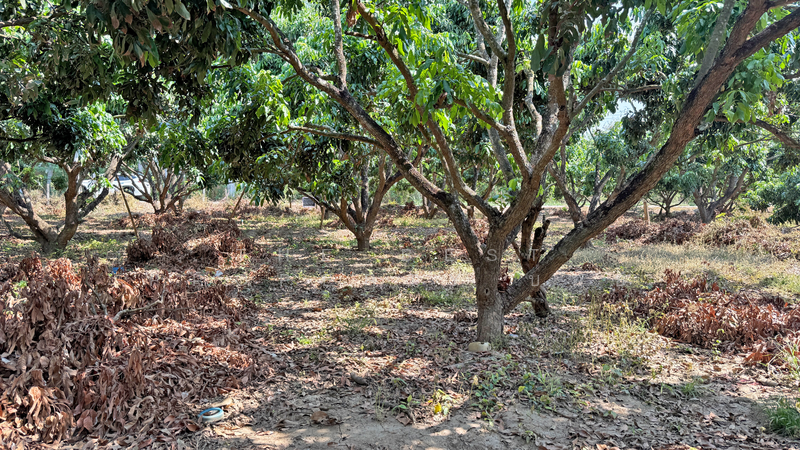 ที่ดินเวียงหนองล่อง ลำพูน, Lamphun, Nong Long, Wieng Nong long, Lamphun, , 892 sqm, Land For Sale, by The Best Property บอย, 500193657 - DDproperty.com