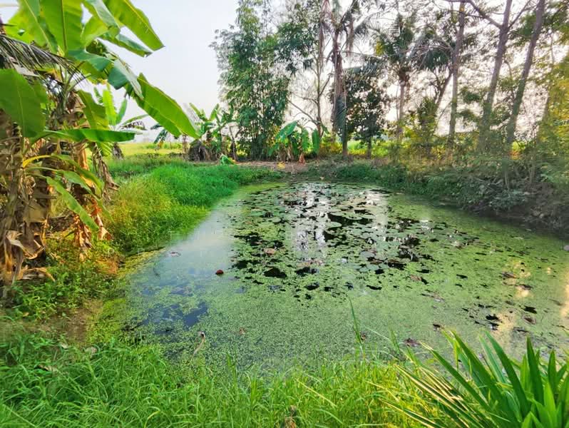 ขาย - บ้านเดี่ยวพร้อมที่ดินบางมูลนาก พิจิตร, พิจิตร