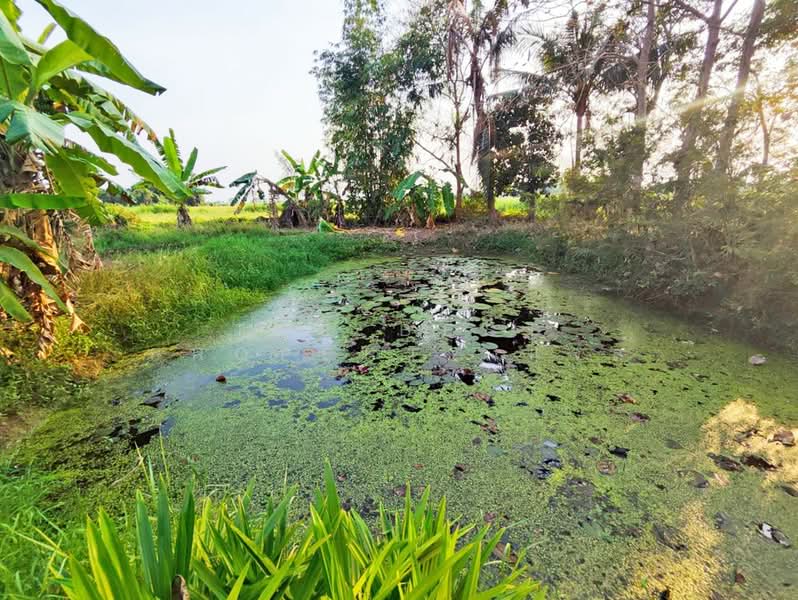 For Sale - บ้านเดี่ยวพร้อมที่ดินบางมูลนาก พิจิตร, Phichit