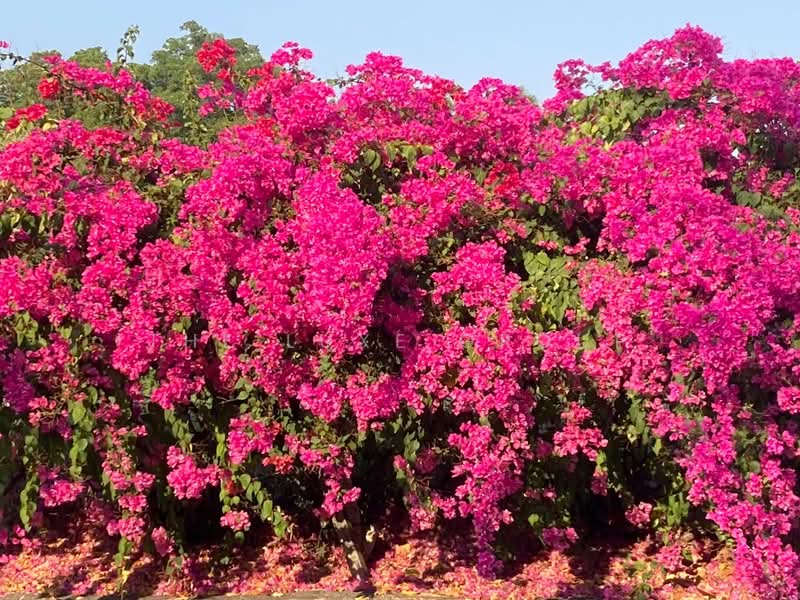 Navatanee Residence, Bangkok, Navatanee Road, Ram Inthra, Khan Na Yao, Bangkok, 4 Bedrooms, 980 sqm, Single Detached House For Sale, by The Luxe Group, 500193982 - DDproperty.com