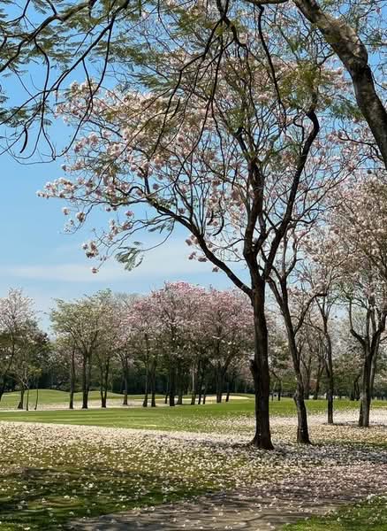 Navatanee Residence, Bangkok, Navatanee Road, Ram Inthra, Khan Na Yao, Bangkok, 4 Bedrooms, 980 sqm, Single Detached House For Sale, by The Luxe Group, 500193982 - DDproperty.com