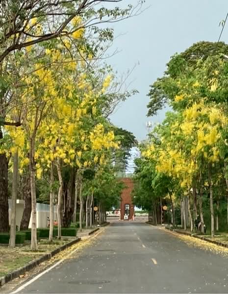 Navatanee Residence : หมู่บ้านนวธานี เรสซิเดนซ์, กรุงเทพ, ถนนนวธานี, รามอินทรา, คันนายาว, กรุงเทพ, 980 ตร.ม., บ้านเดี่ยว ขาย, โดย The Luxe Group, 500193982 - DDproperty.com