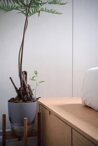 The Line Sukhumvit 101, Bangkok, 3009 Sukhumvit 101 Road, Bang Chak, Phra Khanong, Bangkok, 1 Bedroom, 29 sqm, Condo For Rent, by Connex Property, 500194624 - DDproperty.com