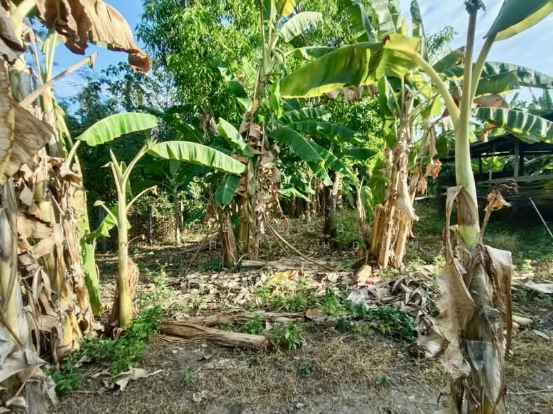 ที่ดินท่าอิฐ อุตรดิตถ์, อุตรดิตถ์, ท่าอิฐ, เมืองอุตรดิตถ์, อุตรดิตถ์, 784 ตร.ม., ที่ดิน ขาย, โดย The Best Property น้อยหน่า, 500195793 - DDproperty.com