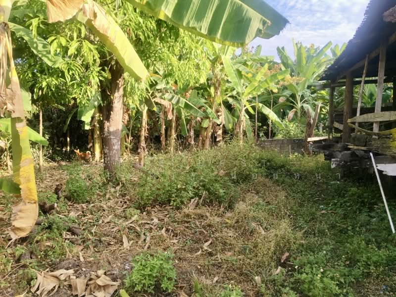 ที่ดินท่าอิฐ อุตรดิตถ์, Uttaradit, Tha It, Muang Uttaradit, Uttaradit, , 784 sqm, Land For Sale, by The Best Property น้อยหน่า, 500195793 - DDproperty.com
