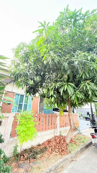 2-BR House, Bangkok, Lam Phak Chi, Nong Chok, Bangkok, 2 Bedrooms, 68 sqm, Single Detached House For Sale, by Rungkan Wijitjun, 500195800 - DDproperty.com