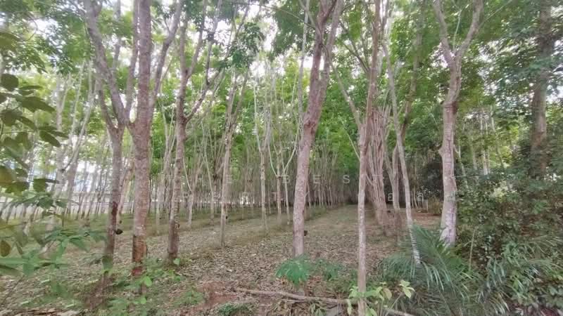 ที่ดินแกลง ระยอง, Rayong, Thang Kwian, Klaeng, Rayong, , 8,116 sqm, Land For Sale, by The Best Property กอล์ฟ, 500195858 - DDproperty.com