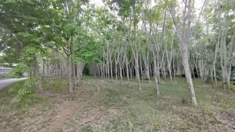 ที่ดินแกลง ระยอง, Rayong, Thang Kwian, Klaeng, Rayong, , 8,116 sqm, Land For Sale, by The Best Property กอล์ฟ, 500195858 - DDproperty.com
