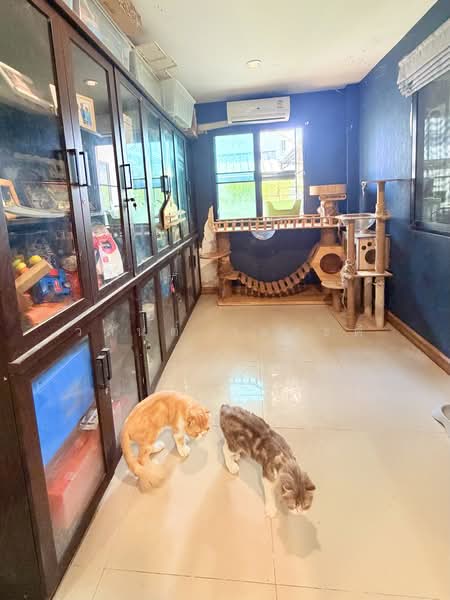 Patreeda Avenue Rangsit-Klong 2/2 : ภัทรีดา อเวนิว รังสิต-คลอง 2/2, ปทุมธานี, ซอยบงกช 30, คลองสอง, คลองหลวง, ปทุมธานี, 248 ตร.ม., บ้านเดี่ยว ขาย, โดย วสันต์ วะสะติ, 500196177 - DDproperty.com