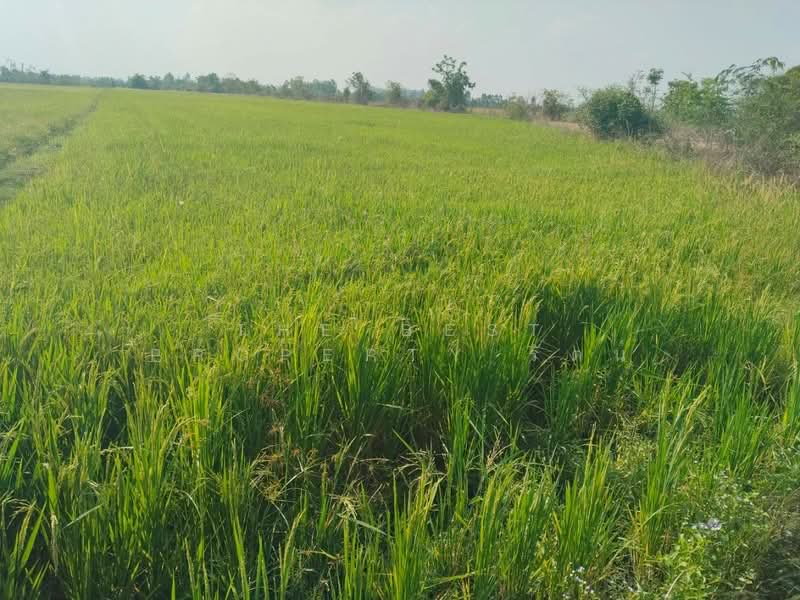 ที่ดินพรานกระต่าย กำแพงเพชร, Kamphaeng Phet, Kao Khirit, Phran Kratai, Kamphaeng Phet, , 600 sqm, Land For Sale, by The Best Property รัตน์, 500196450 - DDproperty.com