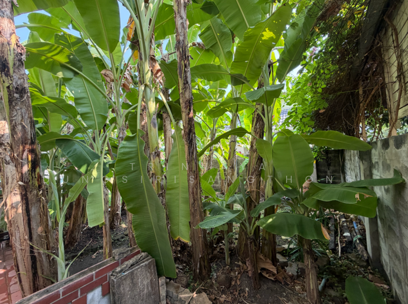 3-BR Townhouse, Bangkok, Sena Nikhom, Chatuchak, Bangkok, 3 Bedrooms, 210 sqm, Townhouse For Sale, by Trinnaya Dungsirisangthong, 500197085 - DDproperty.com