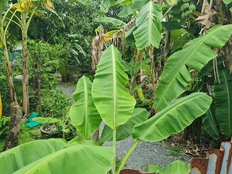 บ้าน 2-ห้องนอน, กรุงเทพ, จอมทอง, จอมทอง, กรุงเทพ, 400 ตร.ม., บ้านเดี่ยว ขาย, โดย Tayfun  Suebsarakham , 500197122 - DDproperty.com