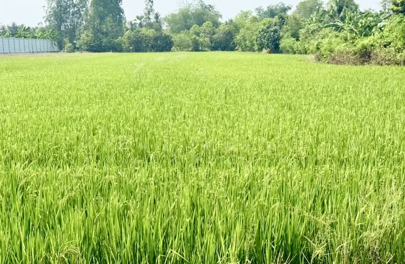 ที่ดินนครชัยศรี นครปฐม, Nakhon Pathom, Lan Tak Fa, Nakhon Chai Sri, Nakhon Pathom, , 5,480 sqm, Land For Sale, by The Best Property รัก, 500197985 - DDproperty.com