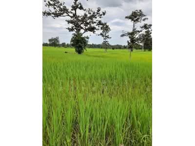 ขาย - ที่ดินบุ่ง อำนาจเจริญ, อำนาจเจริญ