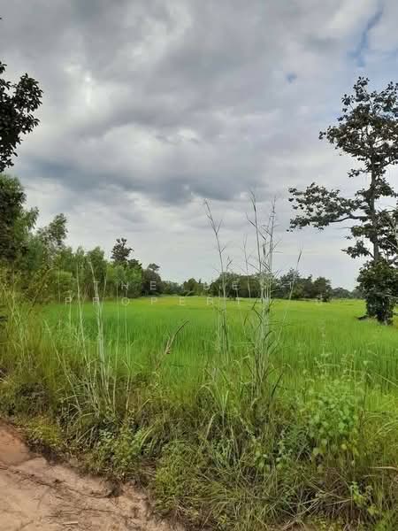 ที่ดินบุ่ง อำนาจเจริญ, Amnat Charoen, Bung, Muang Amnat Charoen, Amnat Charoen, , 13,192 sqm, Land For Sale, by The Best Property บี, 500198003 - DDproperty.com