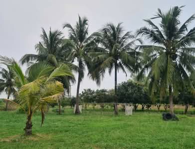 ขาย - ที่ดินพนัสนิคม ชลบุรี, ชลบุรี