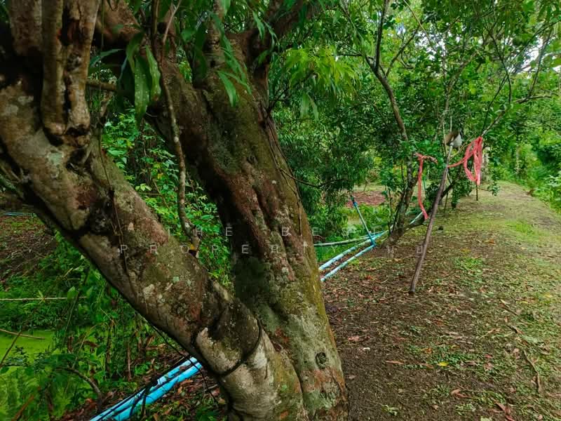 ที่ดินอัมพวา สมุทรสงคราม, Samut Songkhram, Muang-Mai, Amphawa, Samut Songkhram, , 15,272 sqm, Land For Sale, by The Best Property นุ้ย, 500198863 - DDproperty.com