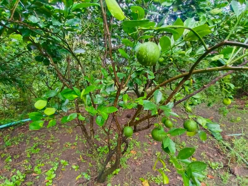 ที่ดินอัมพวา สมุทรสงคราม, Samut Songkhram, Muang-Mai, Amphawa, Samut Songkhram, , 15,272 sqm, Land For Sale, by The Best Property นุ้ย, 500198863 - DDproperty.com