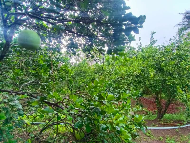 ที่ดินอัมพวา สมุทรสงคราม, Samut Songkhram, Muang-Mai, Amphawa, Samut Songkhram, , 15,272 sqm, Land For Sale, by The Best Property นุ้ย, 500198863 - DDproperty.com