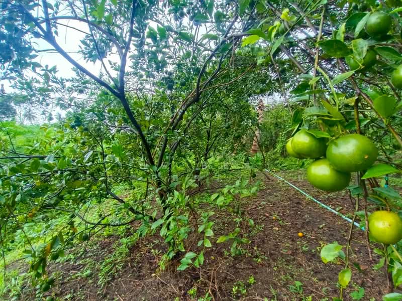 ที่ดินอัมพวา สมุทรสงคราม, Samut Songkhram, Muang-Mai, Amphawa, Samut Songkhram, , 15,272 sqm, Land For Sale, by The Best Property นุ้ย, 500198863 - DDproperty.com