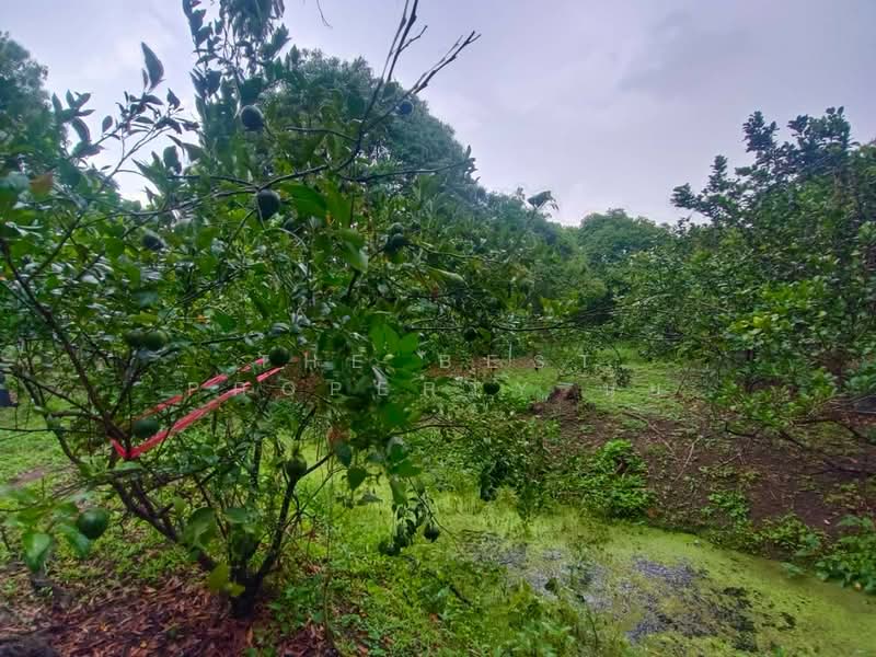 ที่ดินอัมพวา สมุทรสงคราม, สมุทรสงคราม, เหมืองใหม่, อัมพวา, สมุทรสงคราม, 15,272 ตร.ม., ที่ดิน ขาย, โดย The Best Property นุ้ย, 500198863 - DDproperty.com