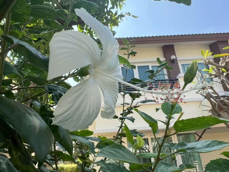 house for sell, Nonthaburi, Tha It, Pak Kret, Nonthaburi, 3 Bedrooms, 156 sqm, Single Detached House For Sale, by คุณปุ้ม, 500199456 - DDproperty.com