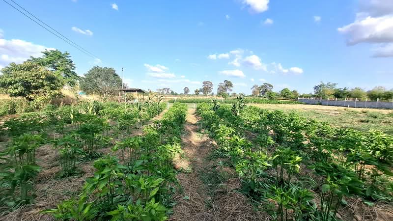 ที่ดินธวัชบุรี ร้อยเอ็ด, Roi Et, Nong Phai, Thawat Buri, Roi Et, , 400 sqm, Land For Sale, by The Best Property ทองใบ, 500199528 - DDproperty.com