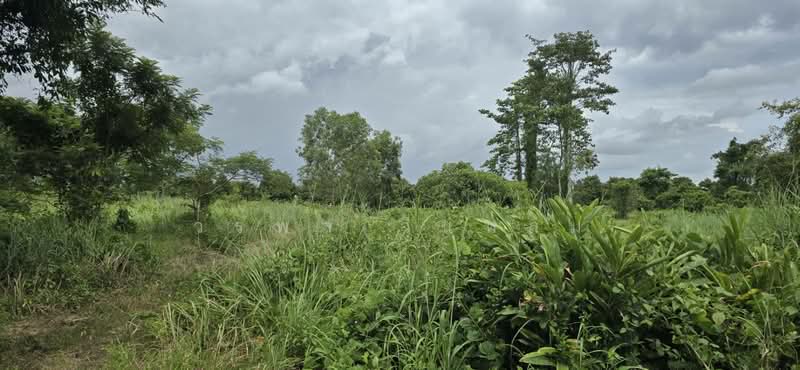 ชากพง, Rayong, Chakphong, Klaeng, Rayong, , 28,800 sqm, Land For Sale, by วรพล วิแหลม, 500199669 - DDproperty.com