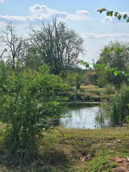 ขาย - บ้านเหลื่อม, นครราชสีมา